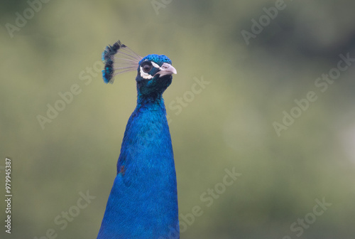 Peacock, close up of head