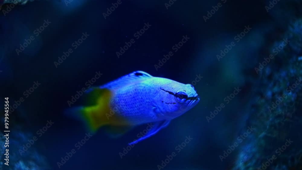 royal gramma, adult cautious fish swim in laminar flow, reef marine aquarium, live rock stone aquadesign detail, LED actinic blue low light, popular easy breeding pet for beginner aquarist, blur bokeh