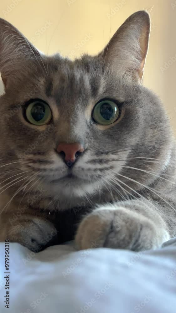 expressive eyes of a domestic cat, close-up of a grey cat lying on a bed, expressive eyes darting from side to side as if the cat is whatching game or race on tv, or hunting expressive eyes of a domestic cat, close-up of a grey cat lying on a bed, expressive eyes darting from side to side as if the cat is whatching game or race on tv, or hunting