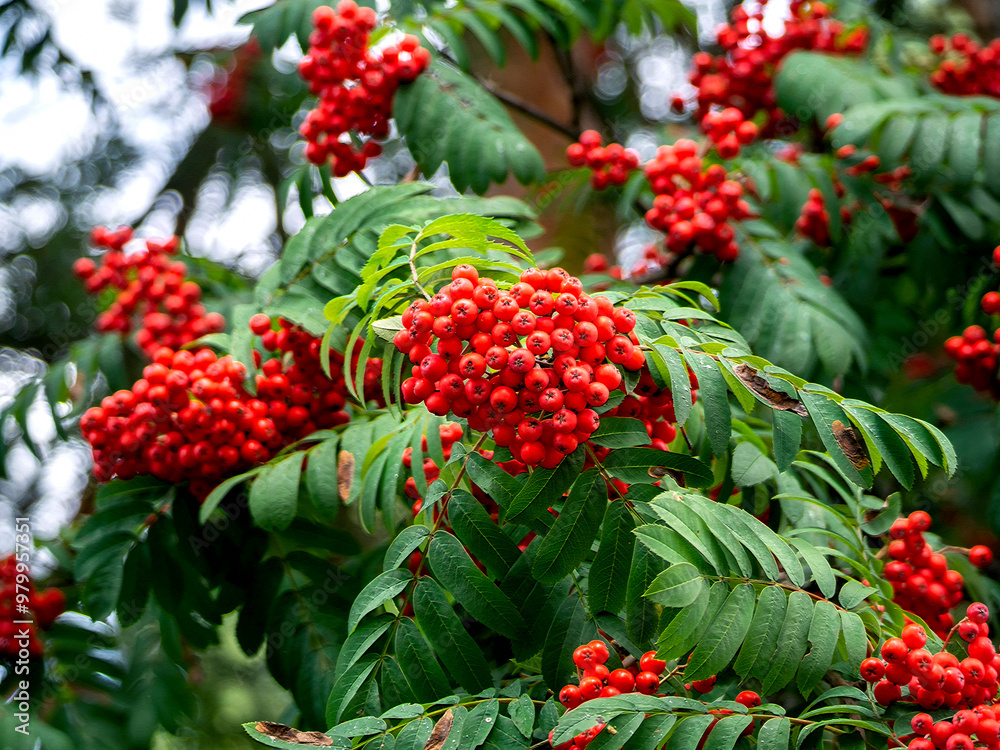 Large clusters of red rowan berries framed by foliage. Close-up. Natural autumn background with rowan. Large clusters of red rowan berries framed by foliage. Close-up. Natural autumn background with rowan.