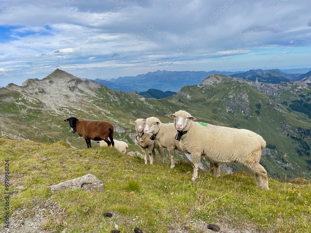 Obraz premium Flock of sheep in the Austrian Alps. Vorarlberg, Austria.