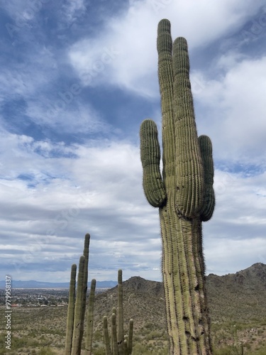 saguaro cactus