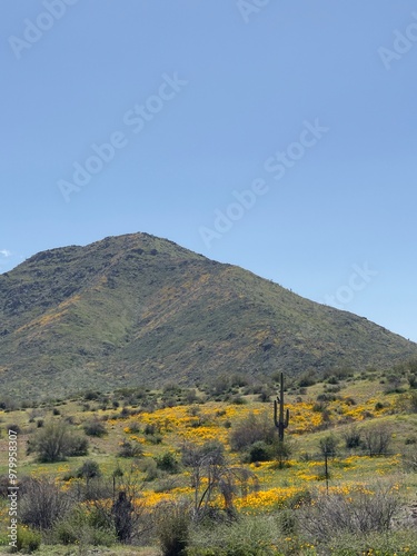 field of poppy flowers blooming