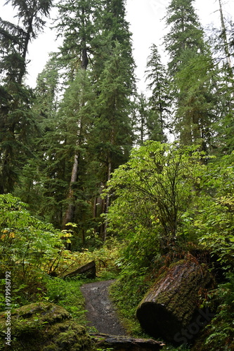 forest in spring