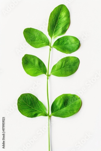 A single green leaf on a pure white background