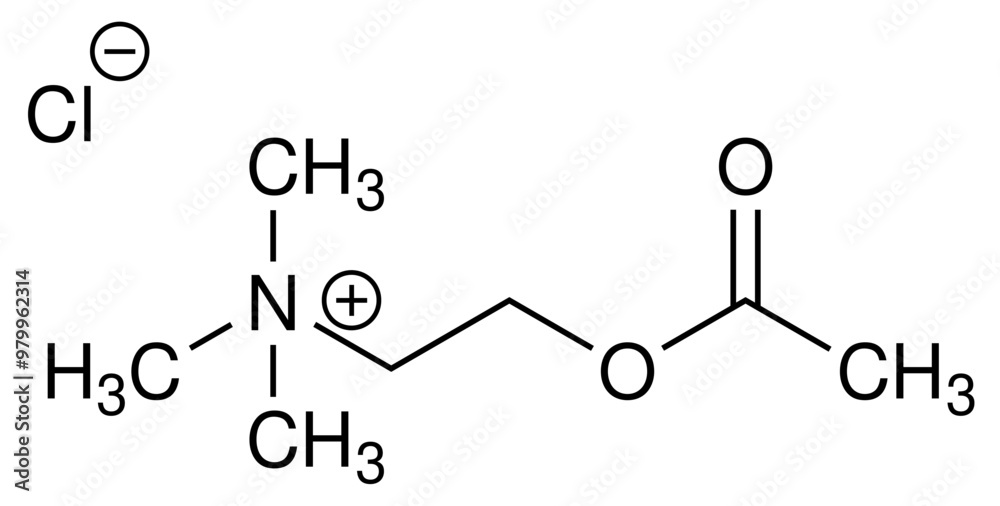 Acetlycholin ACh Chemie Strukturformel Vektor Acetlycholin ACh Chemie Strukturformel Vektor