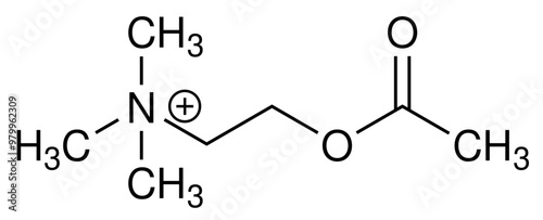 Acetlycholin ACh Chemie Strukturformel Vektor photo