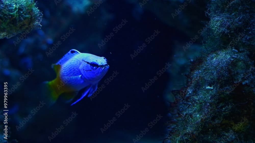 adult royal gramma fish inspect live rock stone hardscape, laminar flow, reef marine aquarium detail, LED actinic blue low light, fluorescent cautious popular easy breeding pet for beginner aquarist