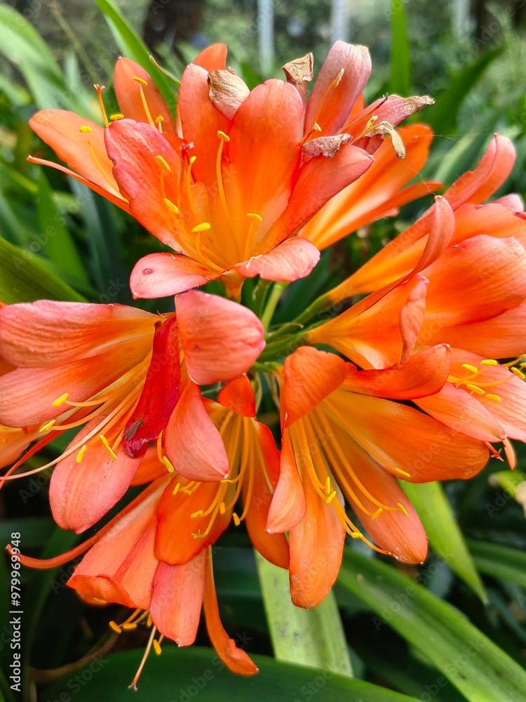 Fototapeta premium Tropical pink orange flowers in a garden outdoors.