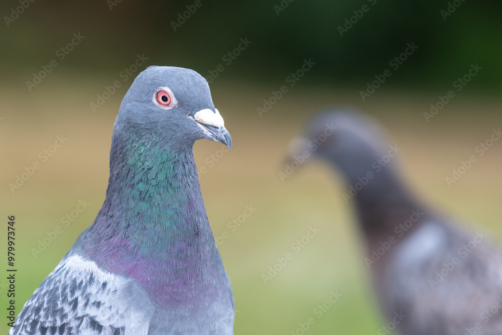 Fototapeta premium Portrait of a rock pigeon (columba livia)