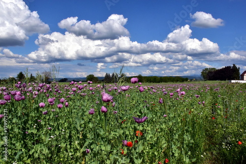 Blühende Schlafmohnfelder am Kaiserstuhl photo