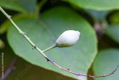 Fruits of a Styrax obassia photo