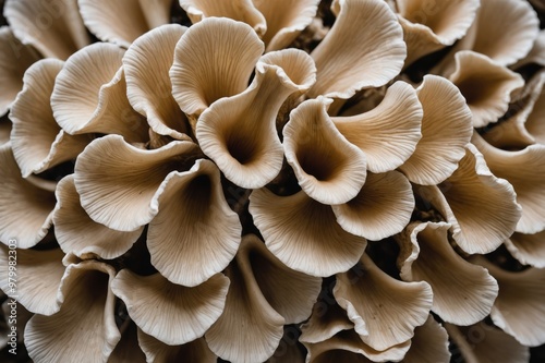 fresh oyster mushrooms as background, macro view