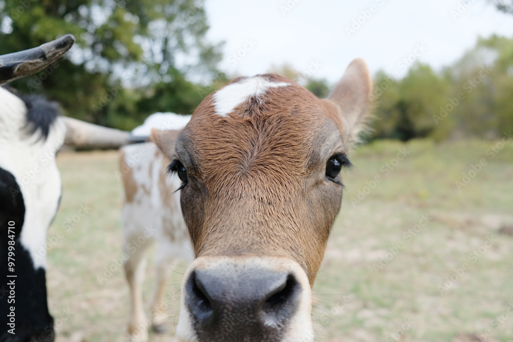 Curious young crossbred calf on cow farm closeup. Curious young crossbred calf on cow farm closeup.