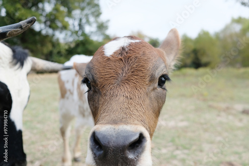 Curious young crossbred calf on cow farm closeup.