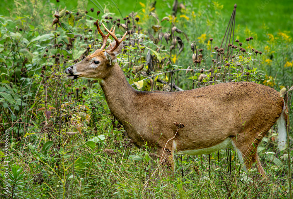Young buck white tailed deer with antlers foraging in a garden in early autumn Young buck white tailed deer with antlers foraging in a garden in early autumn