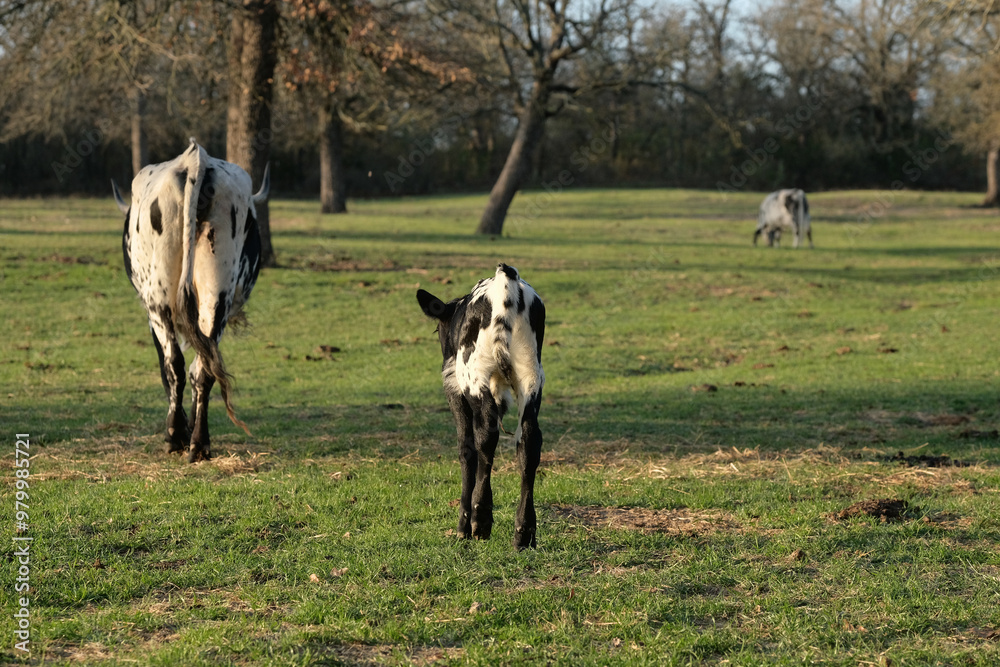 Cute calf following mom cow through farm field in countryside. Cute calf following mom cow through farm field in countryside.