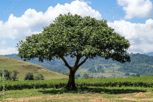 Organically grown yerba mate tree Ilex paraguariensis