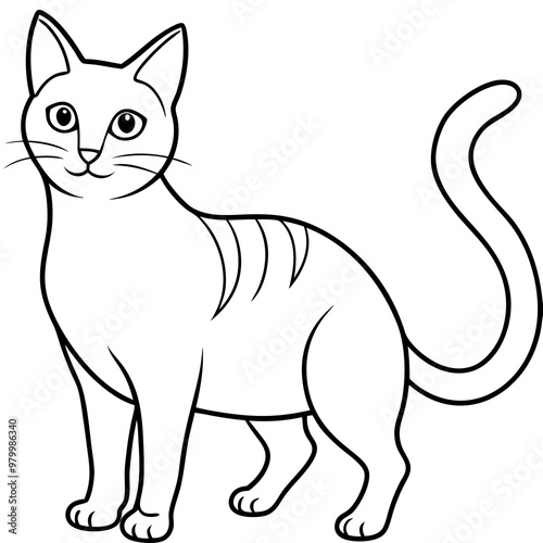 black and white cat