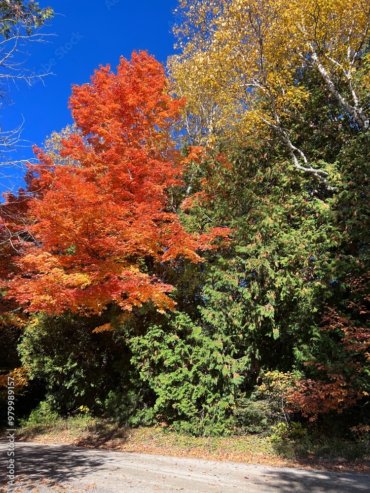 Naklejka premium autumn in the park