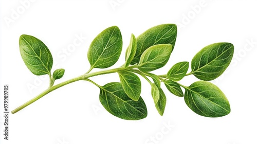   A close-up image of a plant's green leaves on a white background, featuring a clip area for added text