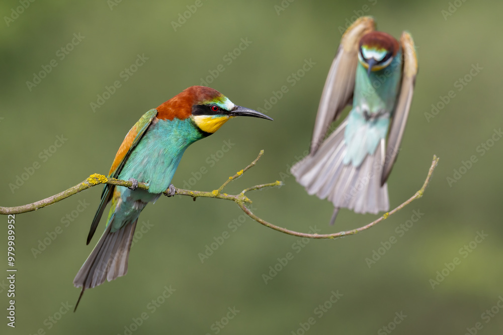 Fototapeta premium bee-eaters on a beautiful background in a natural environment