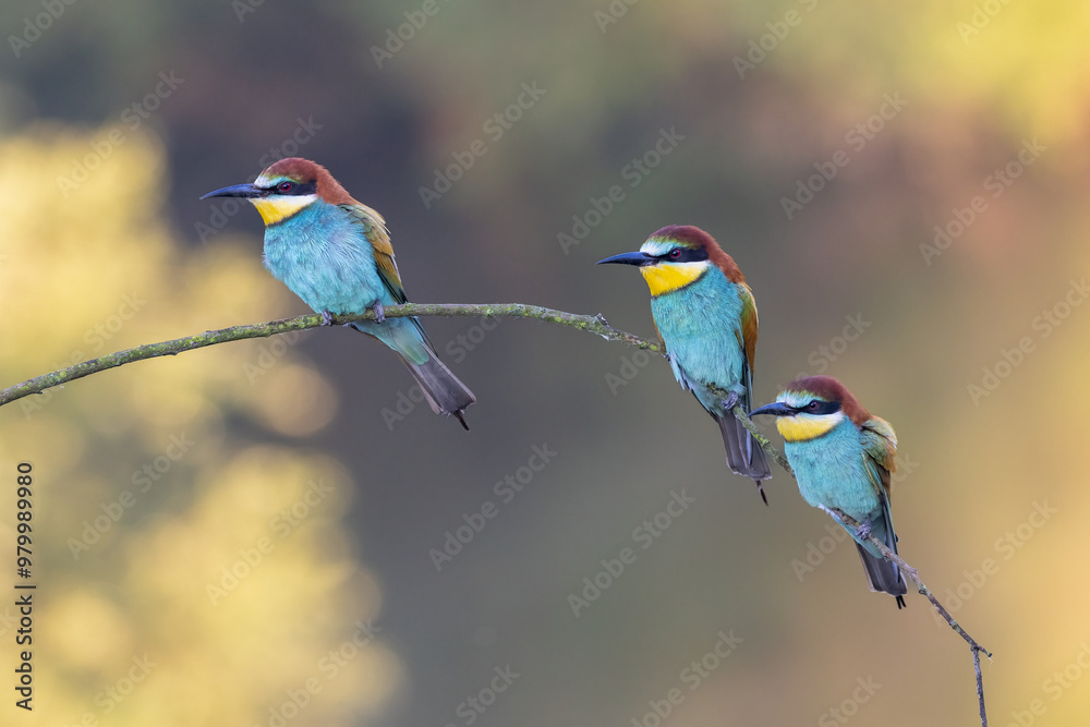 bee-eaters on a beautiful background in a natural environment bee-eaters on a beautiful background in a natural environment