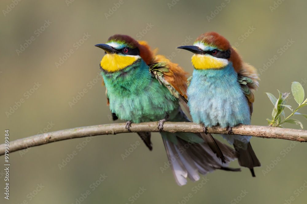 bee-eaters on a beautiful background in a natural environment bee-eaters on a beautiful background in a natural environment