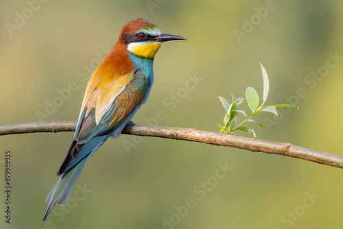 Bee eater on a branch