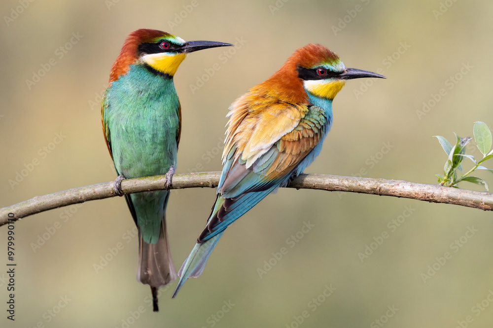 bee-eaters on a beautiful background in a natural environment, a pair bee-eaters on a beautiful background in a natural environment, a pair