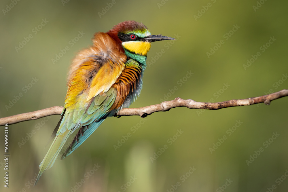 bee-eaters on a beautiful background in a natural environment bee-eaters on a beautiful background in a natural environment