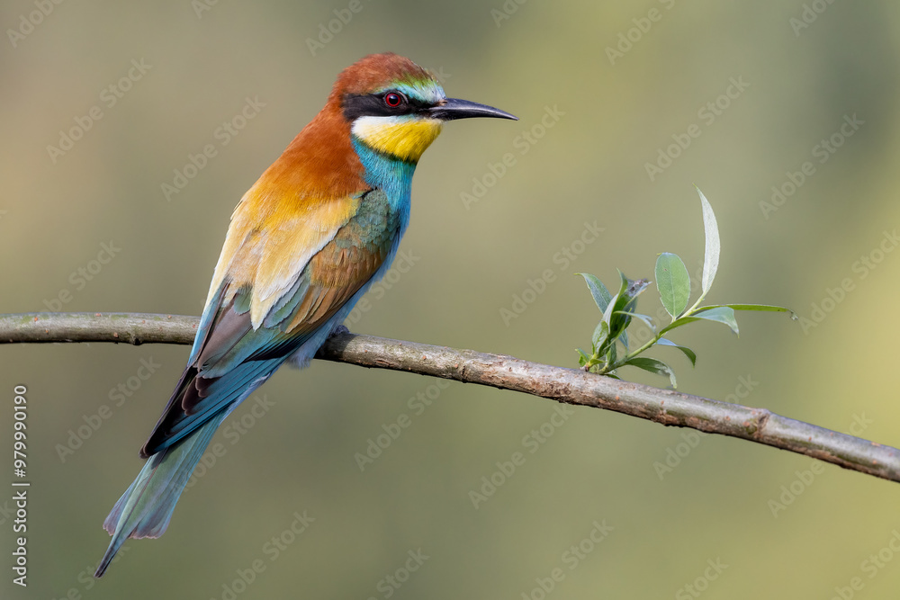 bee-eaters on a beautiful background in a natural environment bee-eaters on a beautiful background in a natural environment
