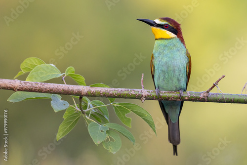 bee-eaters on a beautiful background in a natural environment