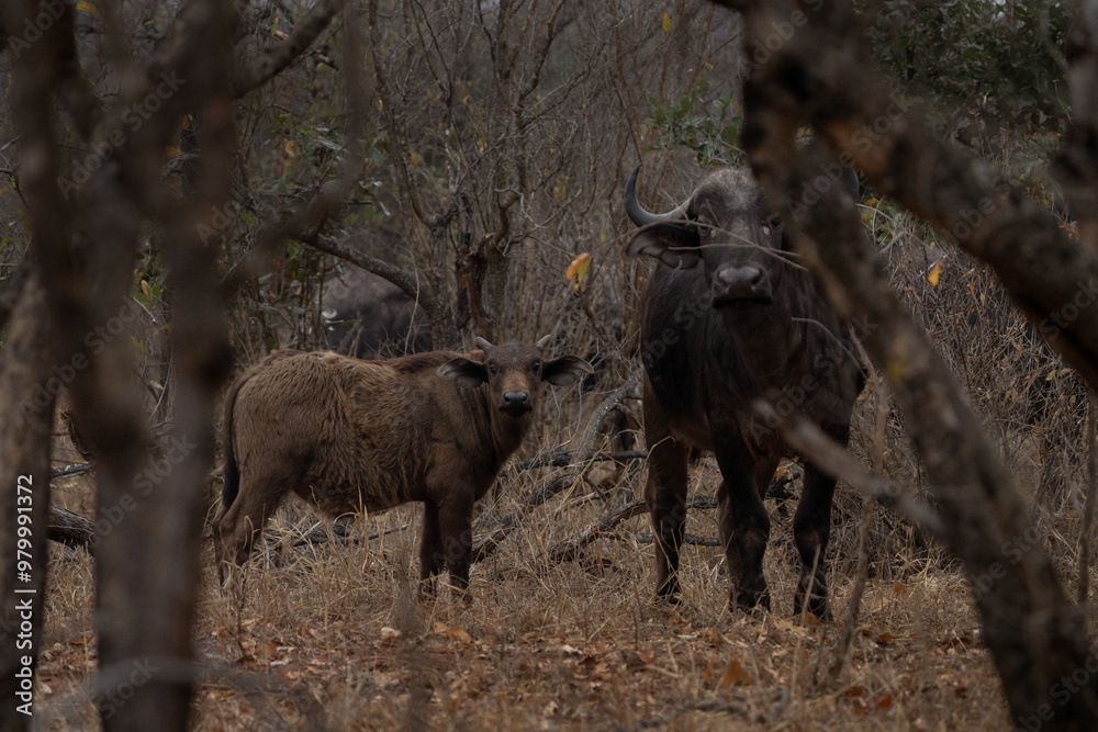 Herd of African buffaloes in the forest. One of the most dangerous animal in Africa. Group of buffaloes during day. Safari in Africa. Herd of African buffaloes in the forest. One of the most dangerous animal in Africa. Group of buffaloes during day. Safari in Africa.
