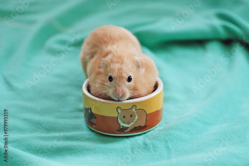 Golden hamster eating a meal photo