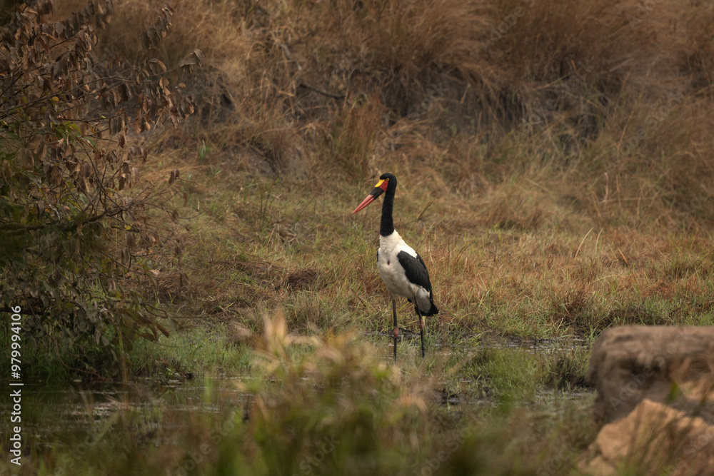 Fototapeta premium Saddle billed stork is waiting in river bank. Safari in Africa. Saddlebill during the safari in Africa. Black and white stork with red beak.