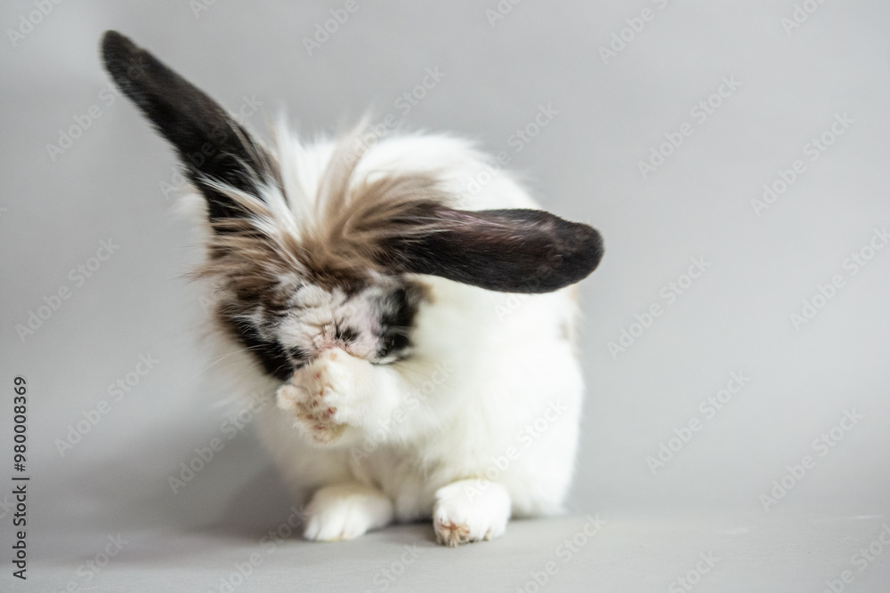 White Black Spotted Bunny with Banana White Black Spotted Bunny with Banana