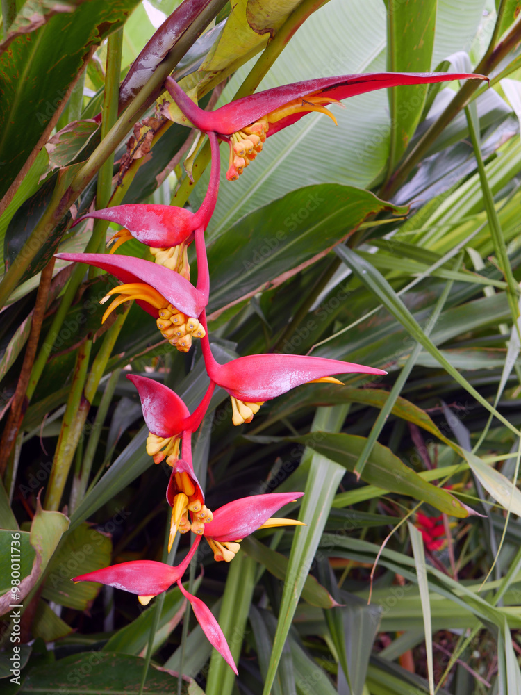 Lovely and colorful tropical flowers with green leaves Lovely and colorful tropical flowers with green leaves