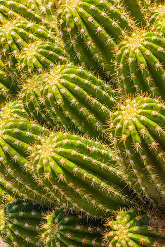 A close up of a group of cactus, Arizona, USA photo