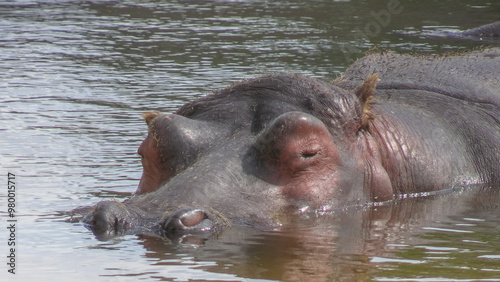 portrait d'un hippopotame immergé dans l'eau