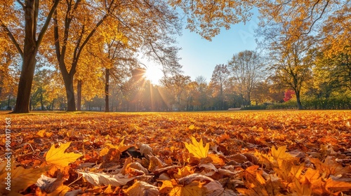 Autumn park landscape with colorful leaves covering the ground and trees in warm golden hues.