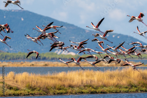 Flamingo in Albanian Lagoon Narta, Vlora