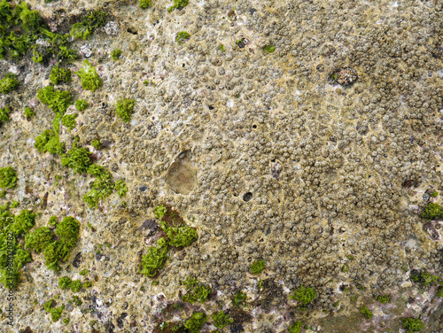 Top view of sand and rocks with moss and sea shells photo