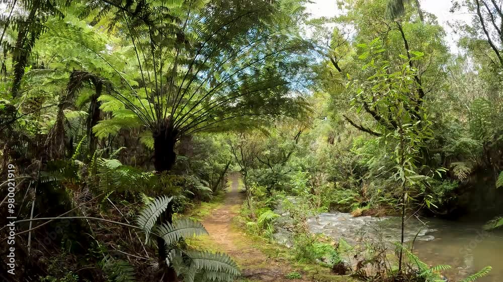 Coromandel Forest Park with a serene river winding through a vibrant Lush Native Rainforest, New Zealand Coromandel Forest Park with a serene river winding through a vibrant Lush Native Rainforest, New Zealand