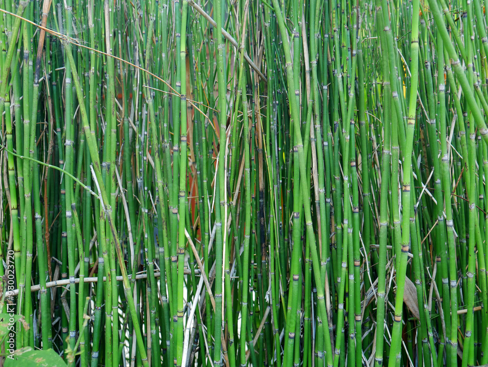 Bamboo forest perfect to relax Bamboo forest perfect to relax