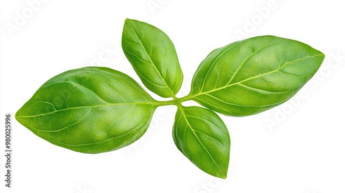   A close-up of a green leaf on a white background with a clipping mask at the top of the image