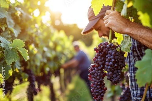 A man is working in a vineyard on a sunny day