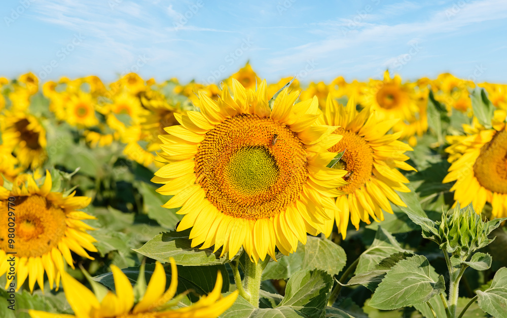 Beautiful sunflowers in the field Beautiful sunflowers in the field