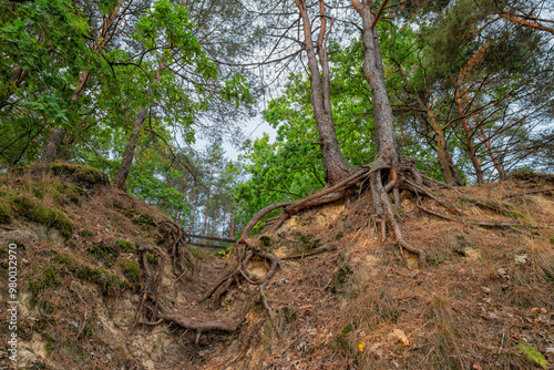 Pine trees with powerful roots on a cliff found on the hiking route around Maziarnia Lake, Poland