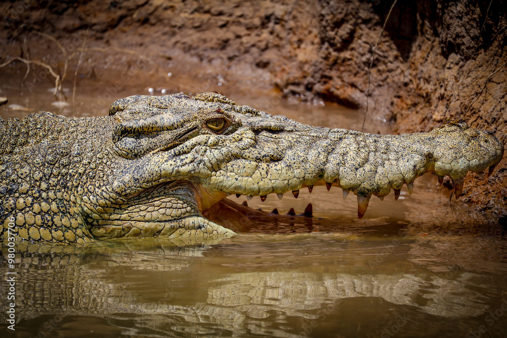 Fototapeta premium Crocodile swimming in the water